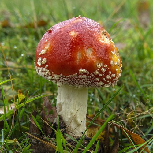 landscape derbyshire peakdistrict darkpeak hathersage bolehill bolehillwood flyagaric fungi autumn closeuplens