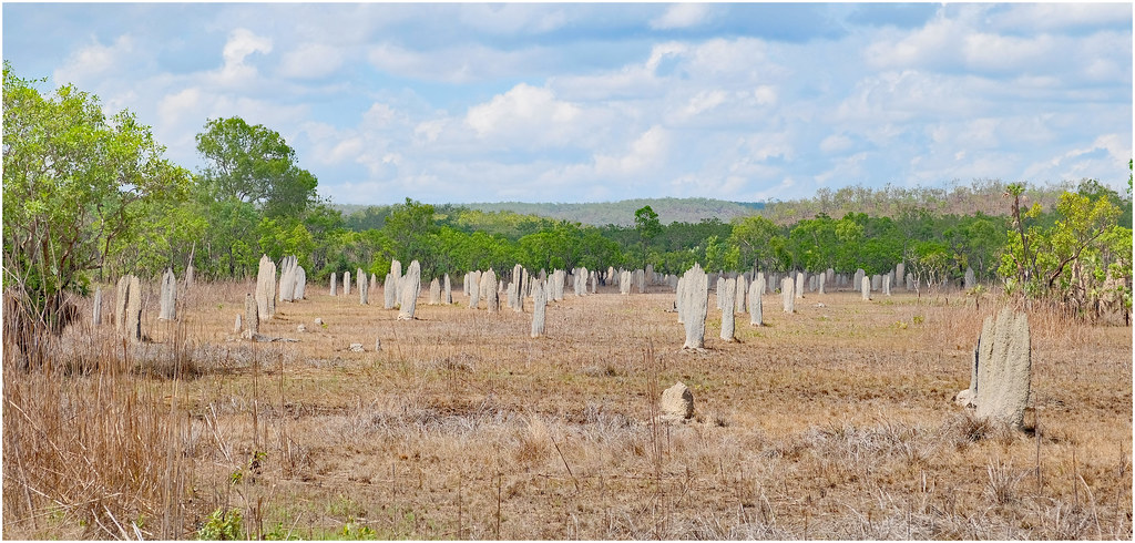 Magnetic termite mound field - Litchfield National Park, Northern Territory, Australia