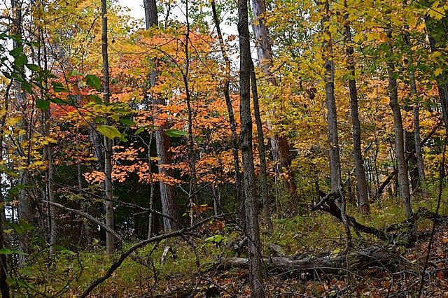 Tangled Autumn Woods
