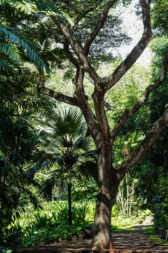 Tree National Tropical Botanical Gardens Kauai Sony A7ii Flickr