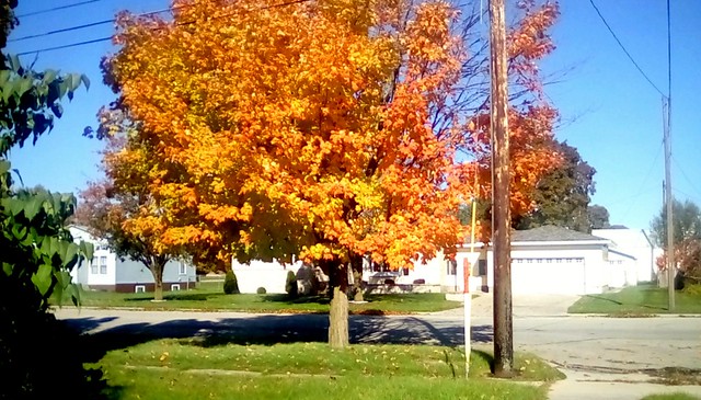 Orange Maple tree - TMT Menominee Michigan