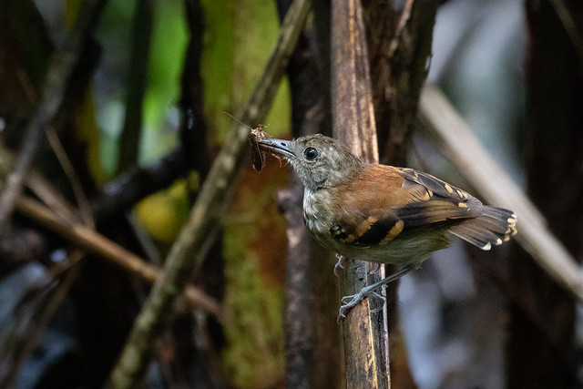 Hylophylax naevioides, Spotted Antbird, Hormiguero Moteado
