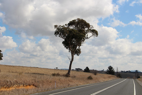 australia new south wales road travel outdoor castlereagh highway landscape field forest view