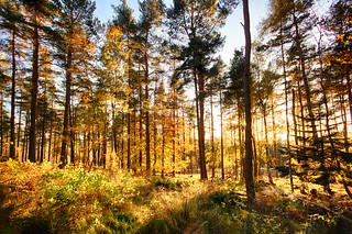 autumn late afternoon sunshine, golden light in the Wood of Dess. Kincardine O'Neil, Deeside, Aberdeenshire, Scotland.