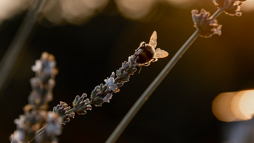 bumblebees are always busy by Stefan Giese, love them - there are soooo cute :-)nikon d750 nikond750 gütersloh nrw deutschland sunset sonnenunte