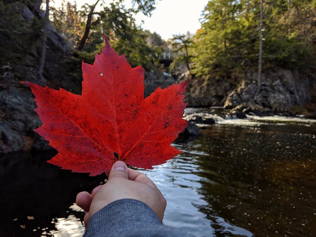 Red Maple Leaf at Park Falls