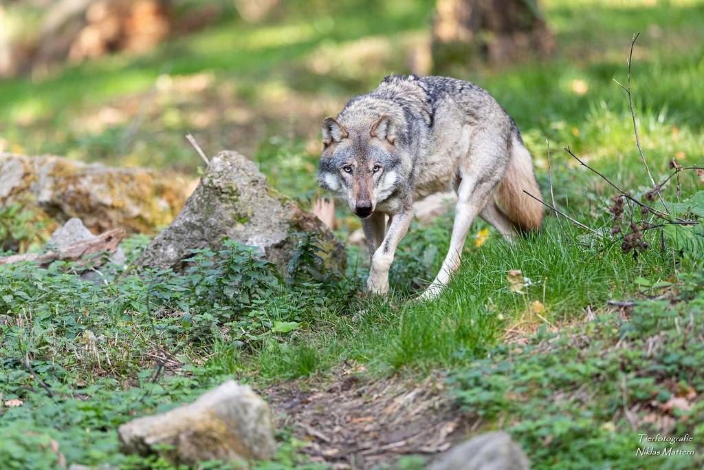Europäischer Wolf | Wisentgehege Springe Homepage: Tierfotog… | Flickr