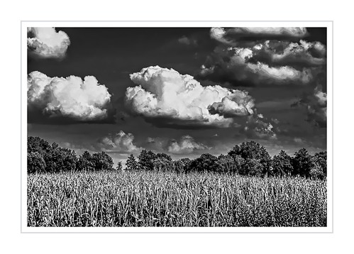 blackandwhite monochrome nature landscape clouds sky fields trees