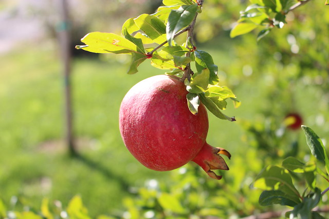 Pomegranate