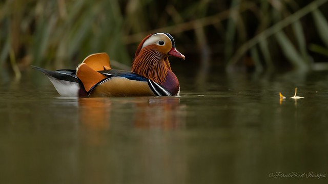 Mandrin Duck