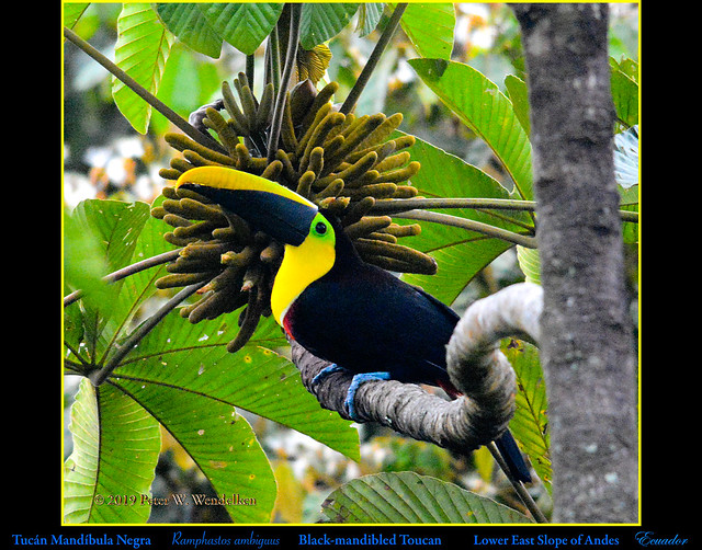 BLACK-MANDIBLED TOUCAN Ramphastos ambiguus on the Eastern Slope of Andes in Ecuador. Photo by Peter Wendelken.
