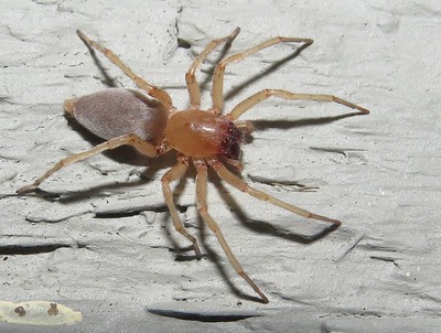 Sac spider female