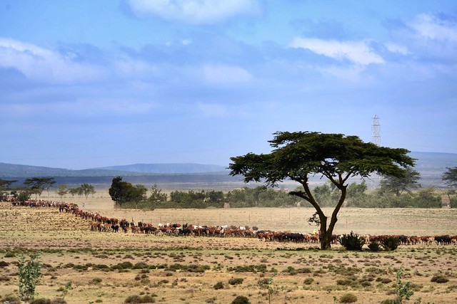 Cattle herding, Kenya
