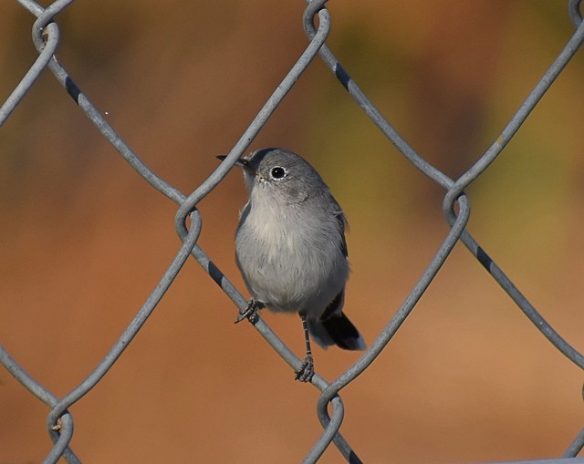 Blue-gray Gnatcatcher On The Fence