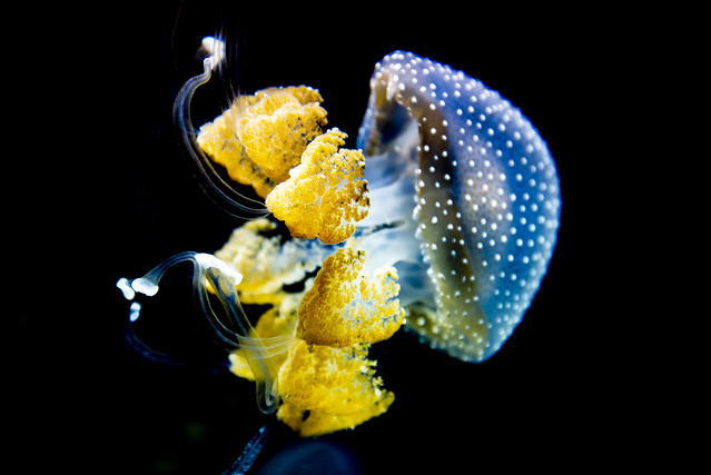 Shedd Aquarium Jelly