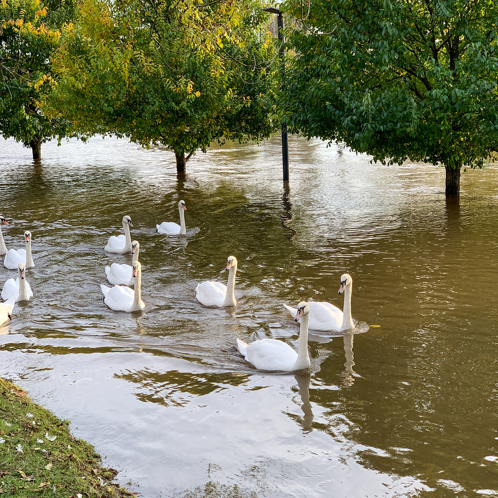 Swans in the flood