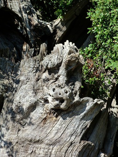 Le monstre des bois de Collobrières...... | by brigeham34