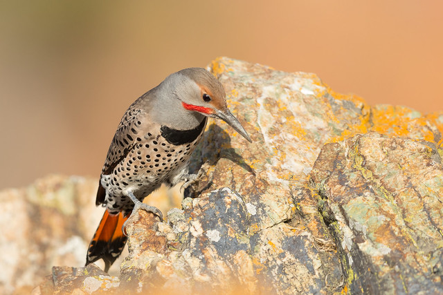 Northern Flicker (Red-shafted), male - X9A_8393-1