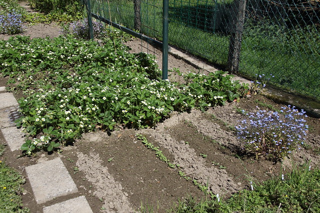 My garden (LI)