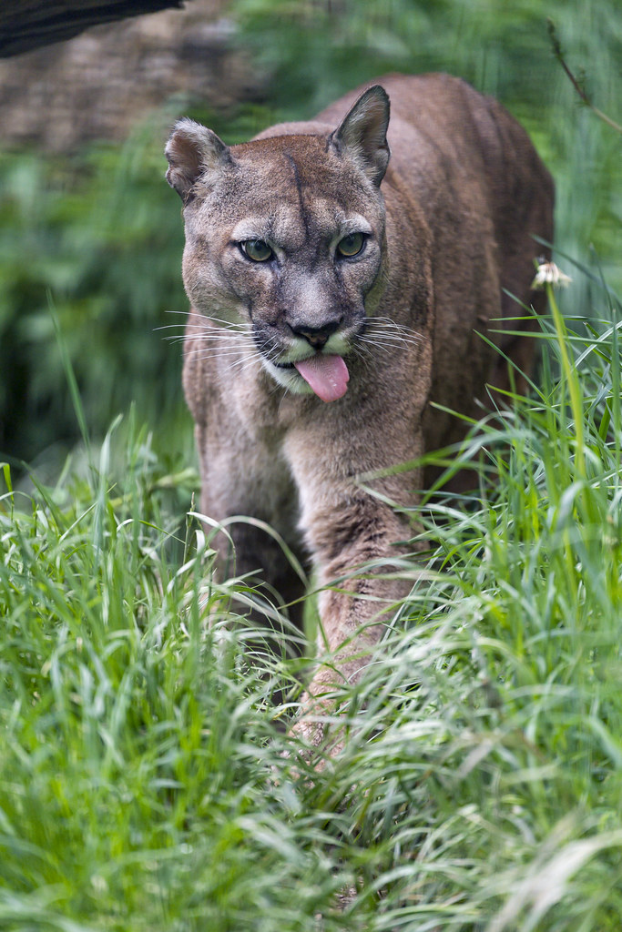 Puma showing tongue | The old male puma, walking in the gras… | Flickr