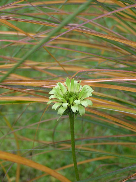Echinacea 'Green Jewel'