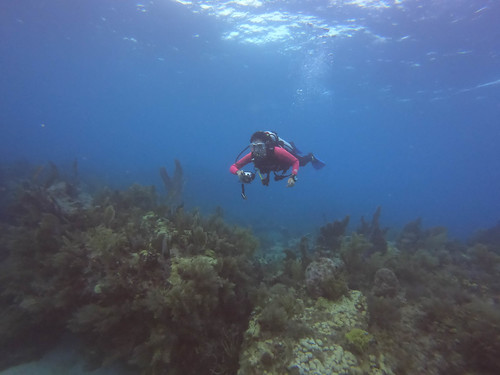 Rewarding PADI Scuba Certifications Processed Today | by Sail Fish Scuba