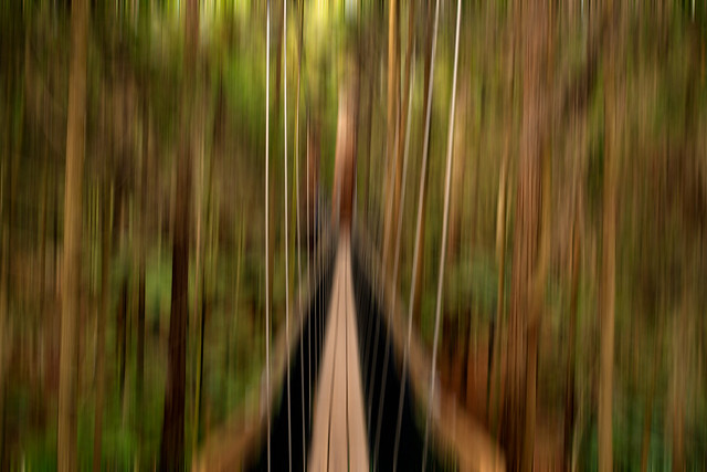 A different abstract perspective of the suspended tree walk in Rotorua's Redwood Forest