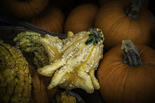 gourds pumpkins harvest puremichigan d7500 2019