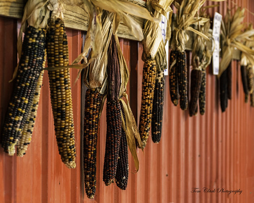 corn harvest fallcolors puremichigan