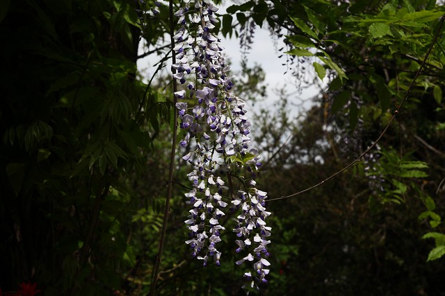 Droplets of wisteria