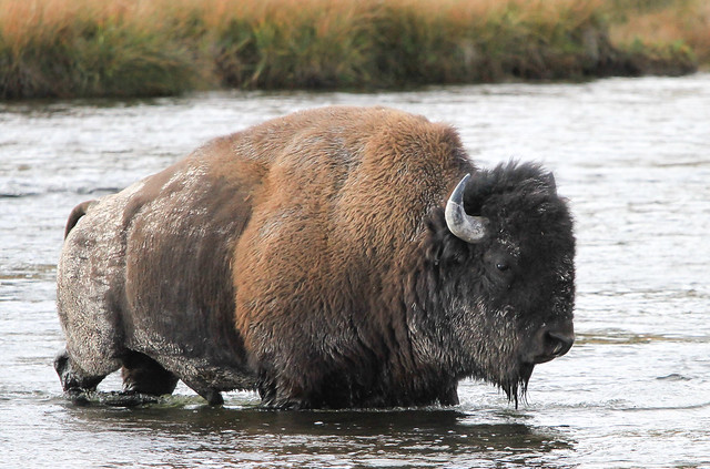 Mr. Bison Crossing The Madison River At Yellowstone National Park 2019