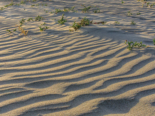 america beach california iceplant jfflickr morrostrandstatebeach photosbydavid plant postedonflickr sanluisobispocounty shadow sunset unitedstates usa