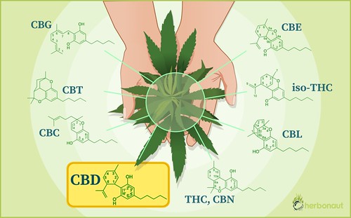 CBD vs. THC: What's the Difference and Which is Right for You? - The Ultimate Guide to Understanding the Key Differences