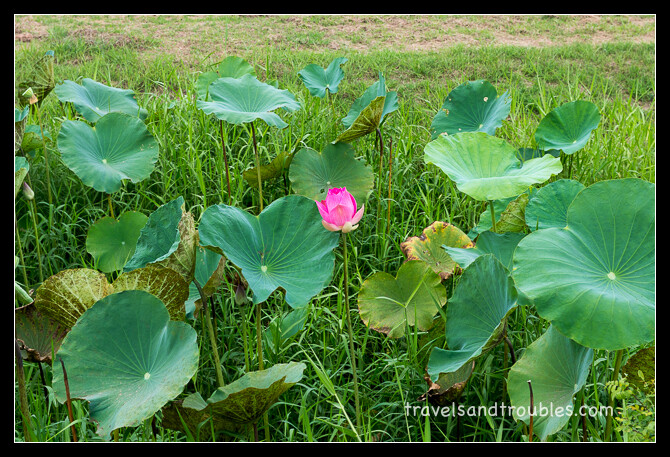 Een eenzame lotusbloem