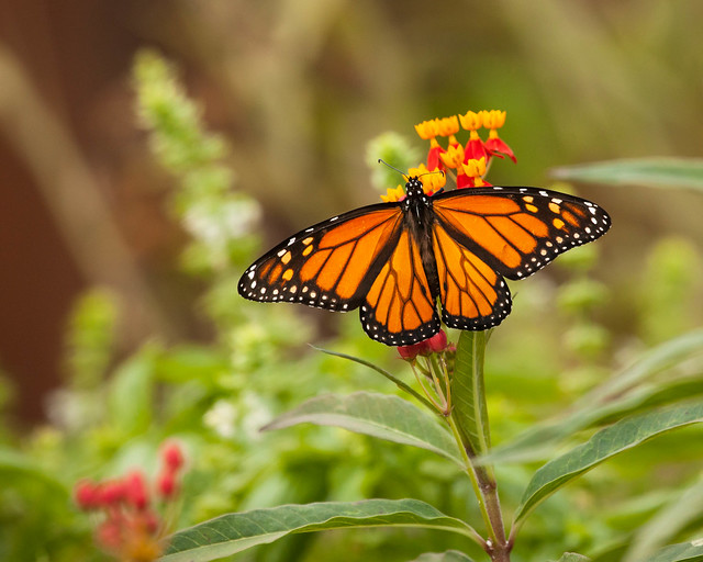 Monarch on Tropical Milkweed
