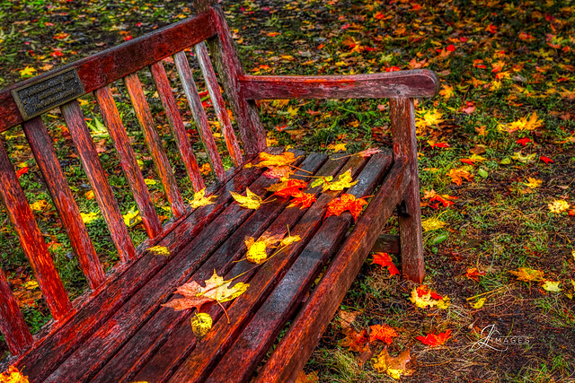 Fall Leaves on a Bench