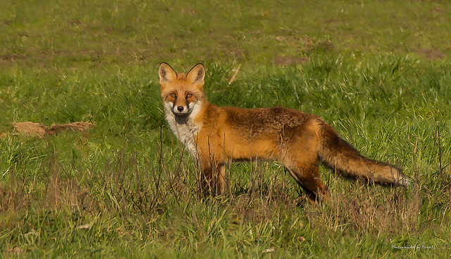 Rotfuchs (Vulpes vulpes) - Fox on the run . . .