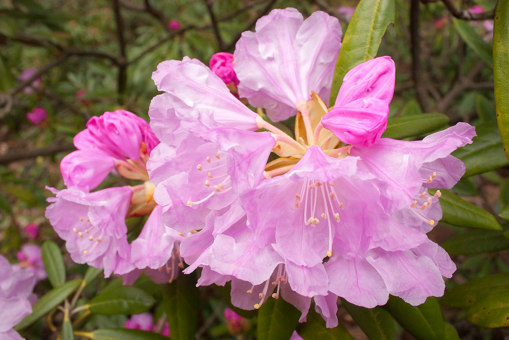 Le Jardin botanique de Montreal: Rhododendron