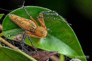 Lynx spider (Hamadruas sp.) - DSC_9176