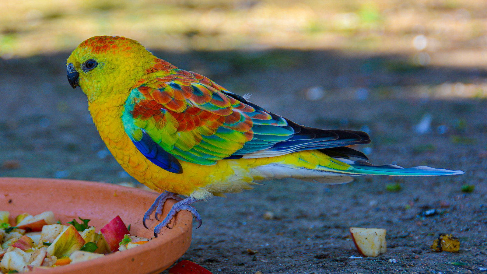 Opaline red rump grass parakeet | a full, but thi… | Flickr