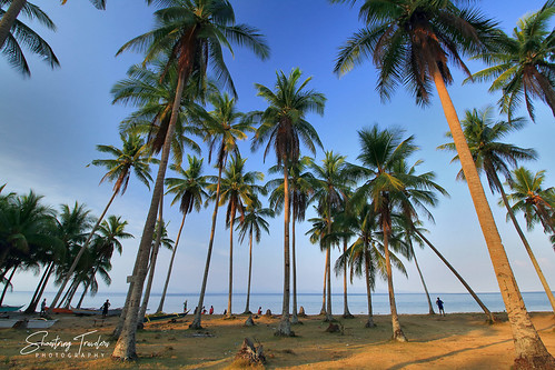 Sunset Palms by engrjpleo, Nearing sunset at a coconut palm grove, San Fernando, Ticao Island, Masbate, Philippines.sanfernando