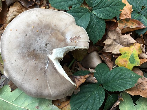field mushroom, Hampstead Heath