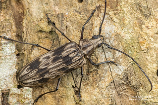 Longhorn beetle (cf. Baralipton cheworum) - DSC_9475