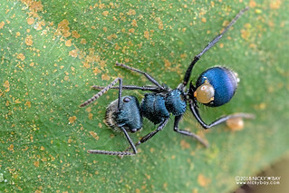 Blue ant (Echinopla densistriata) - DSC_9127