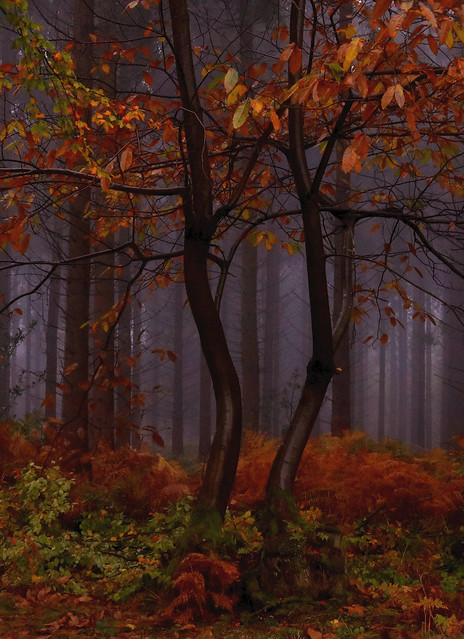 Autumnal Woodland