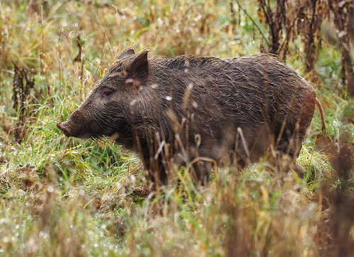 Wild Boar | by martinru60