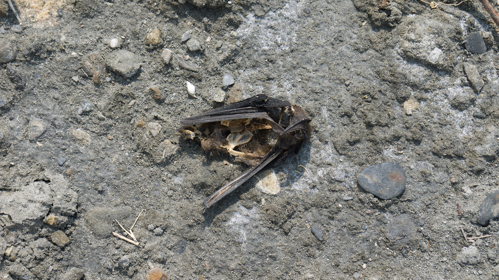 2011年於彰化王功陸域風機調查所撿拾到的東亞家蝠屍體。圖片提供：周政翰。
