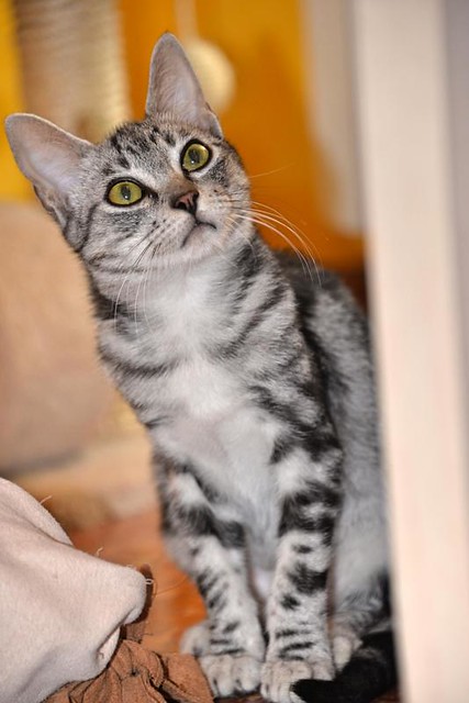Scooby, gatito cruce British Silver Tabby precioso, nacido en Agosto´19, en adopción. Valencia. ADOPTADO. 48997306793_c105b8668c_z