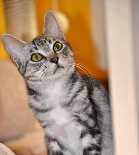 Scooby, gatito cruce British Silver Tabby precioso, nacido en Agosto´19, en adopción. Valencia. ADOPTADO. 48997308368_919e86bbac