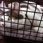 Patches in his cage On the road from Missouri to Vermont, July 2009